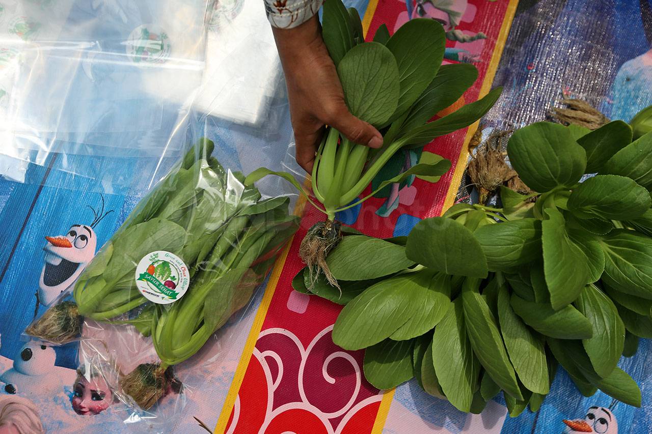 Panen Sayur Organik...