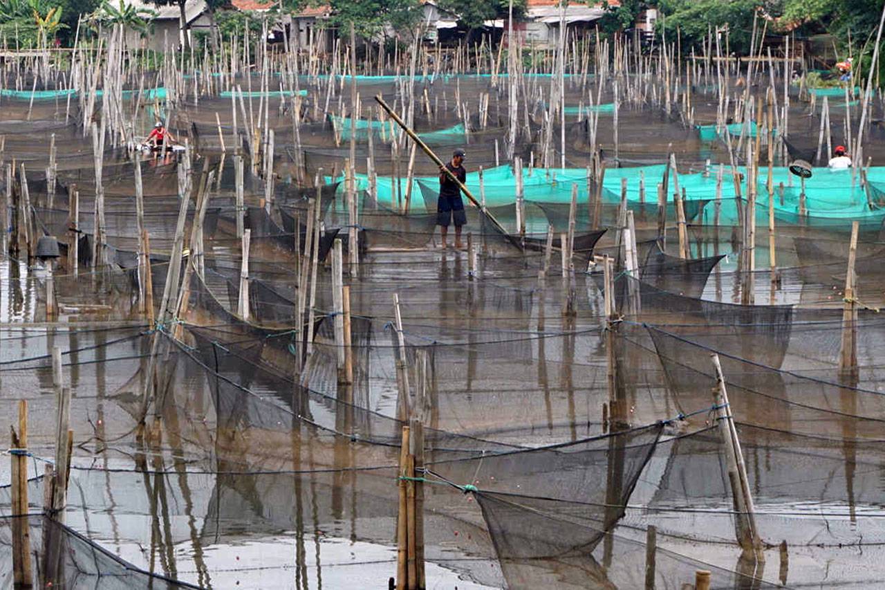 Budidaya Ikan Hias di...