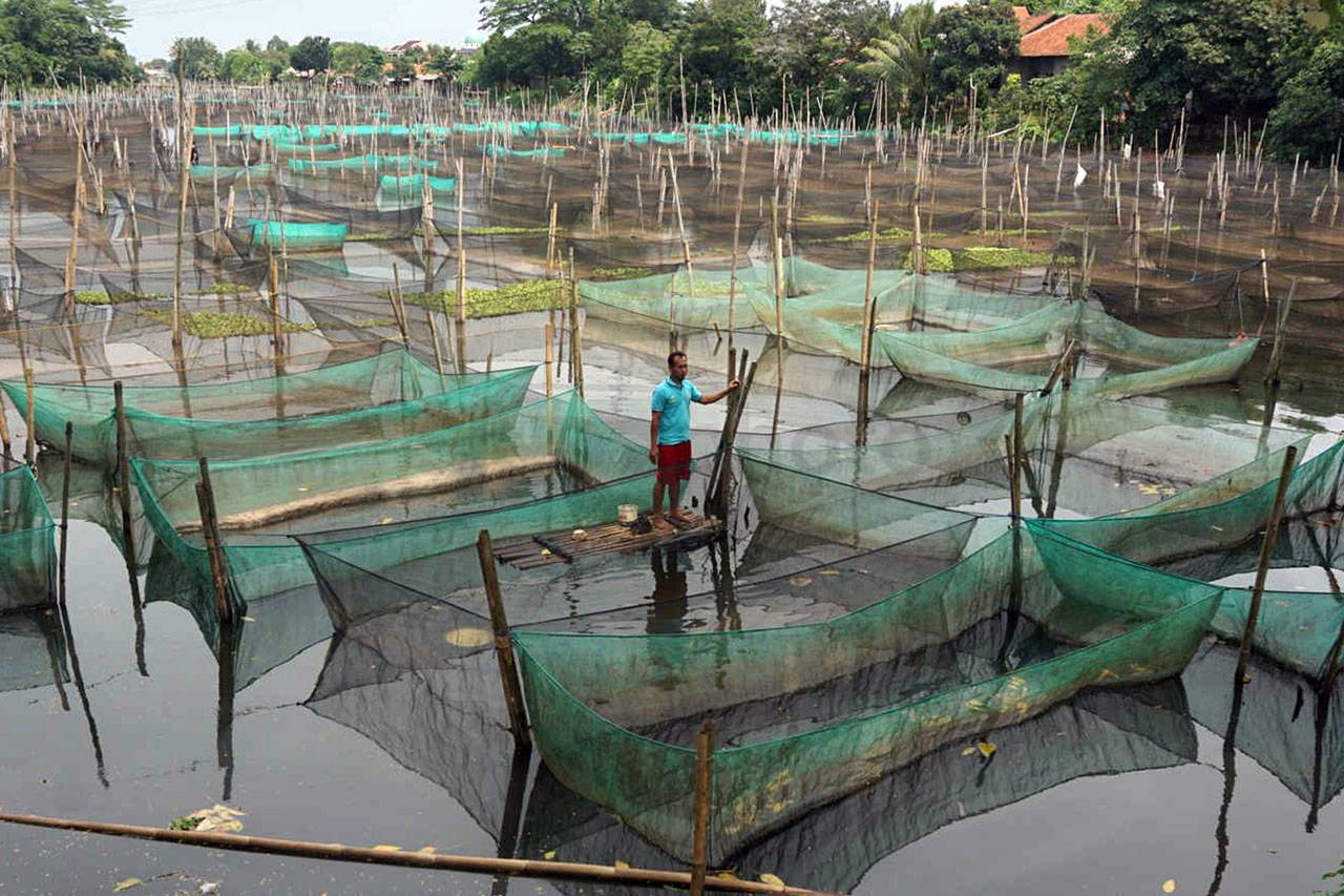 Budidaya Ikan Hias di...