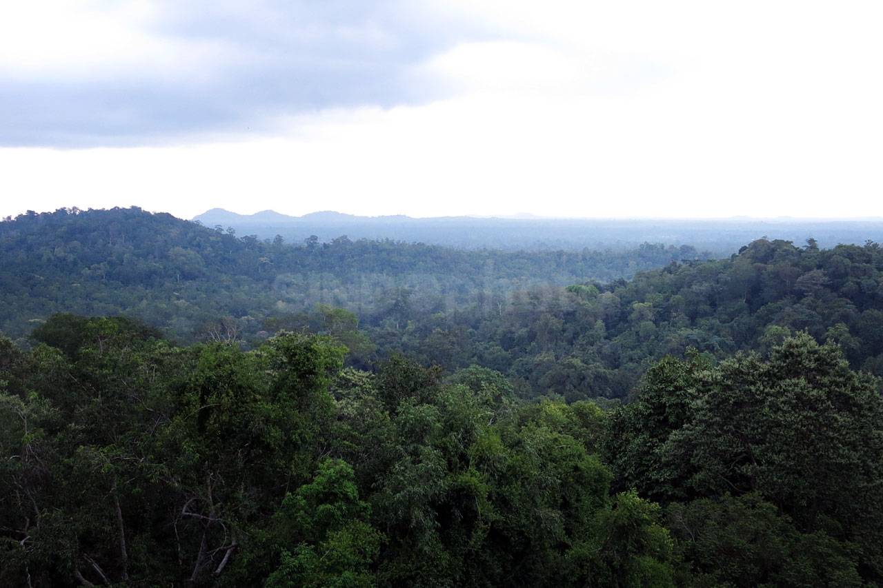 Menjelajah Hutan Masa...