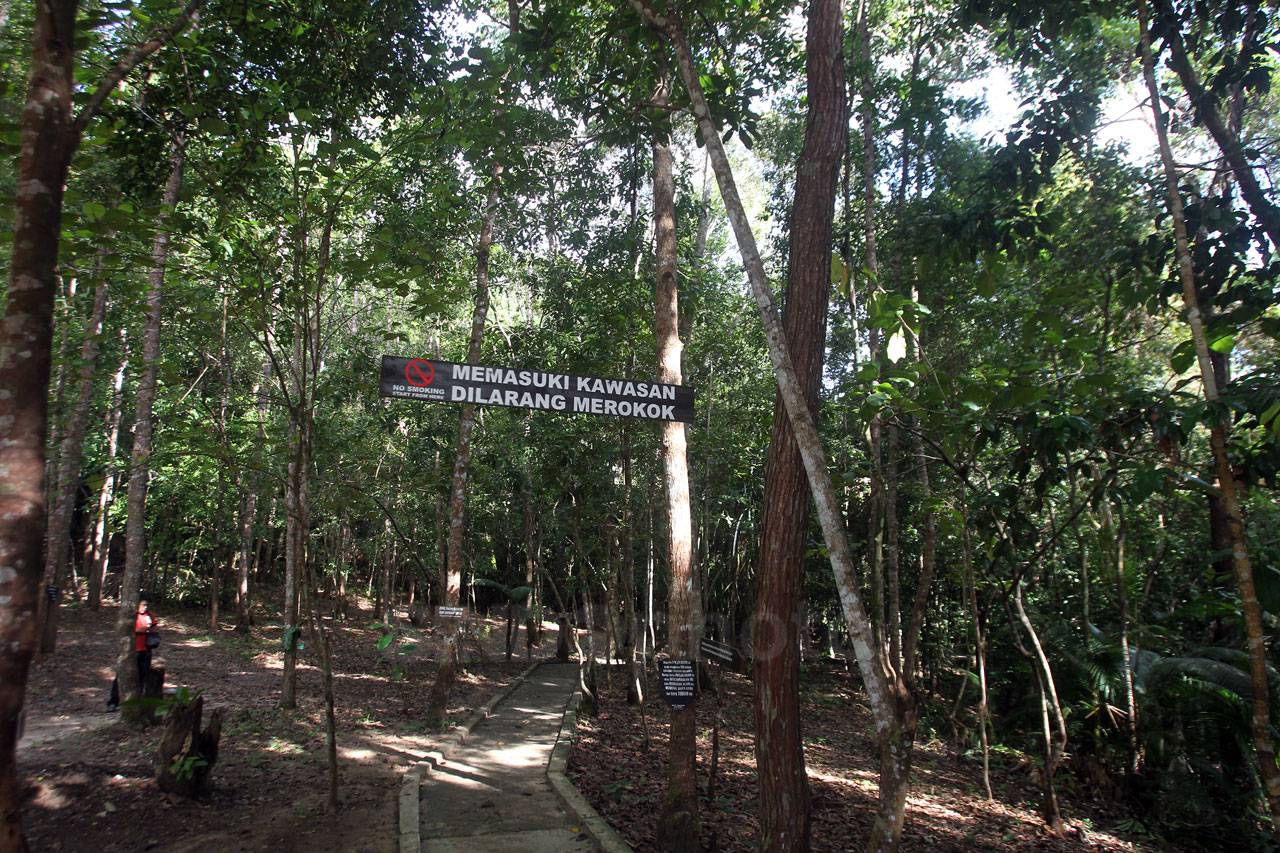 Menjelajah Hutan Masa...